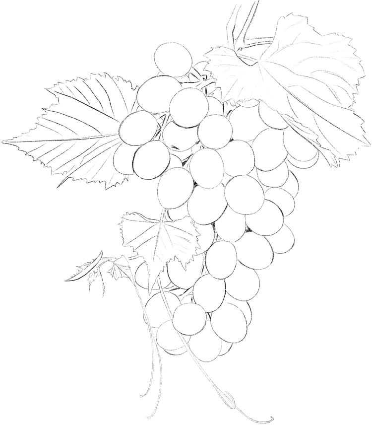 Uvas