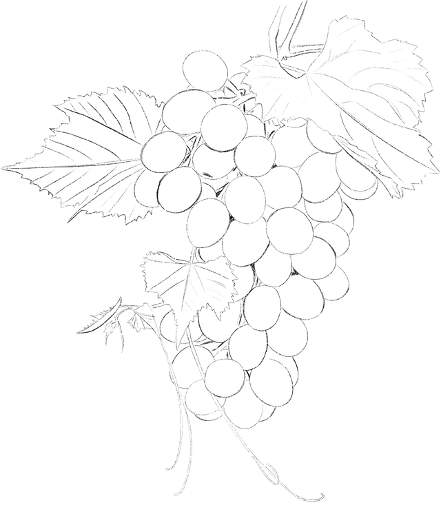 Uvas