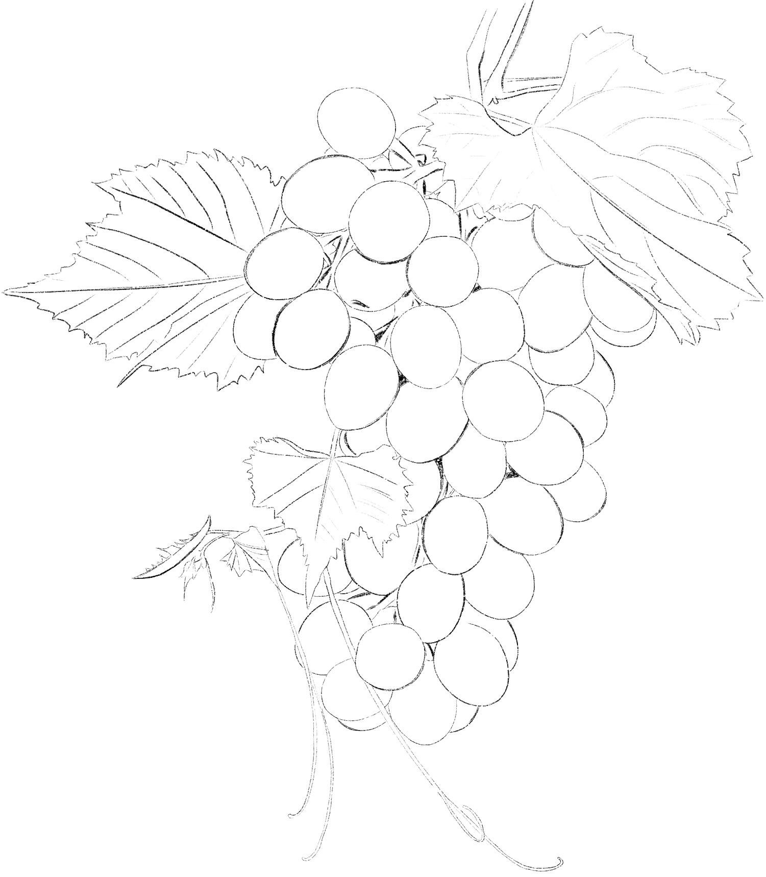 Uvas